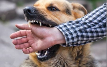 Rabies in India: A Preventable Tragedy in Urgent Need of Systemic Reform