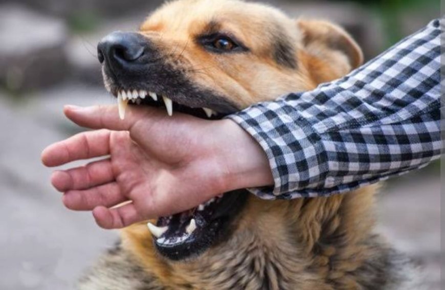 Rabies in India: A Preventable Tragedy in Urgent Need of Systemic Reform